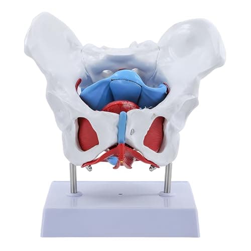 JTZSD Modelo de pelve feminina, modelo de anatomia do assoalho pélvico com 4 partes removíveis, músculos do assoalho pélvico e órgãos reprodutivos, auxílio de treinamento médico educacional em tamanho