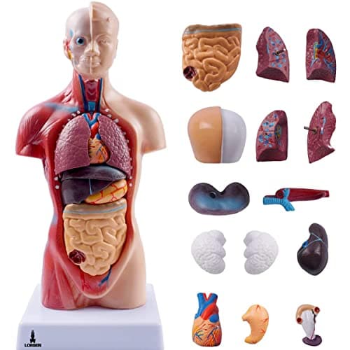 Modelo Anatômico Torso Humano Assexuado e Órgãos 26cm 15 Partes com Suporte